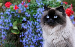 Картинка кошка, кот, пушистая, мордочка, голубоглазая, сад, сиамская, портрет, цветы