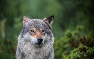 Картинка волки, опасен, взгляд, волк, лес, фон