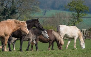 Обои лошадь, пастбище, пасутся, прогулка, пони, поляна, компания, трава, весна, природа, разные, деревья, настроение, конь, парк, поле, зелень, кони, луг