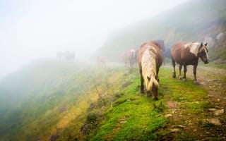 Картинка лошадь, пейзаж, трава, пасутся, табун, туман, природа, конь, зелень, настроение, кони, холм, дорога, склон, утро