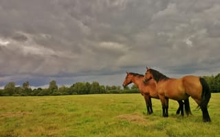 Обои лошадь, перед, дождем, коричневый, два, коня, пара, луг, облака, кустарники, природа, грозовые, небо, лето, гнедой, деревья, настроение, поле, взгляд, в, даль, грозой, простор, двое, конь, тучи, кусты, солома, кони, пасмурно, зелень, трава