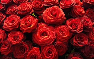 Картинка розы, много, красные, яркие, алые, роза, лепестки, бутоны