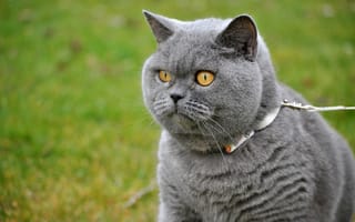 Картинка кошка, кот, зелень, поводок, улица, прогулка, серый, портрет, желтоглазый, мордаха, взгляд, выгул, красавец, ошейник, трава, глаза, британский