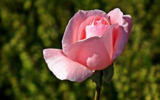 Картинка розы, бутон, розовый