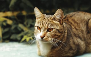 Картинка кошка, морда, усы
