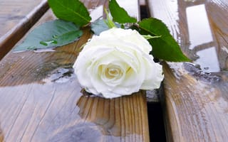 Картинка розы, роза, белая, одиночка, бутон, вода