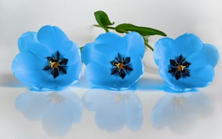 Картинка тюльпаны, белый, фон, синий, отражение