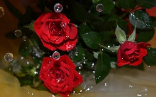 Картинка розы, вода, макро, капли