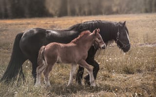 Картинка лошадь, horse, животное, красавцы, handsome, animal