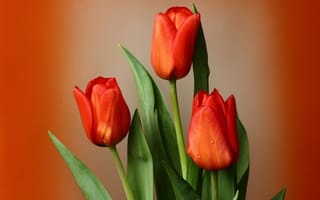 Картинка тюльпаны, весна, зима, красота, мбг, нфд, февраль