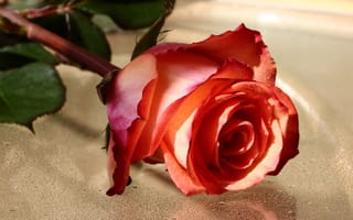 Обои розы, бутон, цветение, лепестки, розовая, роза
