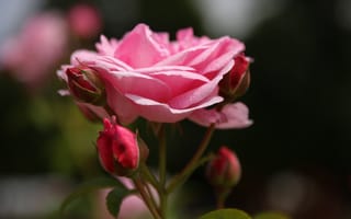 Обои розы, роза, бутон, лепестки, листья, цветение, rose, bud, petals, leaves, blossoms