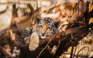 Картинка тигры, новосибирский, зоопарк, новосибирск, звери
