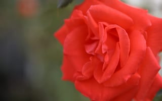 Обои розы, роза, бутон, лепестки, листья, цветение, rose, bud, petals, leaves, blossoms