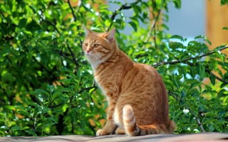 Картинка кошка, лето, природа, рыжий, кот, степан, стёпка, кошки, дача