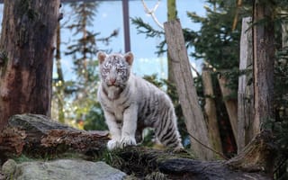 Картинка тигры, животное, белый, тигр, природа, малыш, красивый
