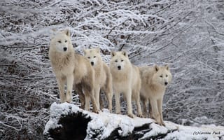 Картинка волки, стая, белые, зима, природа