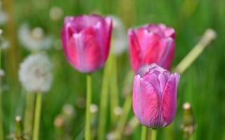 Картинка тюльпаны, природа, одуванчики, весна