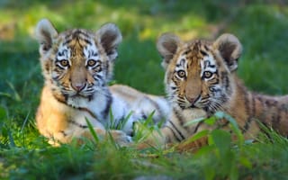 Картинка тигры, взгляд, двое, растения, трава, тигренок, отдых