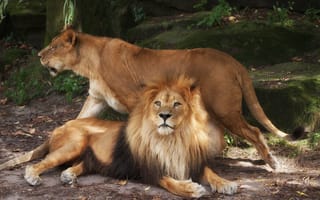 Картинка львы, зоопарк, лев, львица, пара