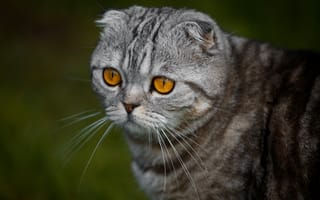 Картинка кошка, шотландская, вислоухая, скоттиш-фолд, мордочка, портрет, взгляд