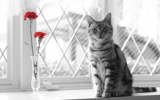 Картинка кошка, взгляд, цветы, окно