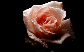 Картинка розы, цветение, лепестки, розовая, листья, роза