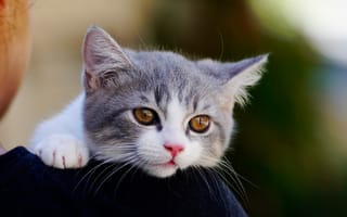 Картинка кошка, малыш, глаза, котик