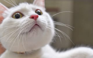 Картинка кошка, кот, глаза, взгляд, усы