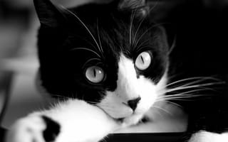 Картинка кошка, черно-белый, взгляд, мордочка, кот