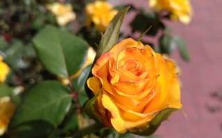Картинка розы, жёлтая