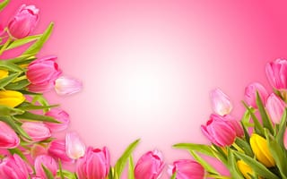 Картинка тюльпаны, fresh, love, pink, розовый, фон, romantic, tulips, flowers