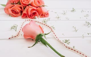 Обои розы, розовый, лепестки