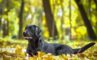 Картинка осень, листья, пес, собака, животное, природа