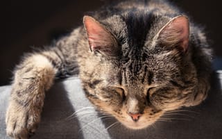 Картинка кошка, спящий, кот, сон, мордочка