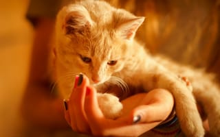 Картинка кошка, уют, руки