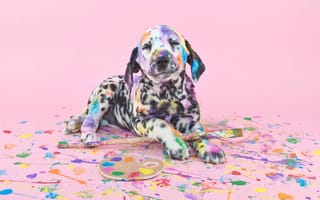 Картинка собака, краски, кисти