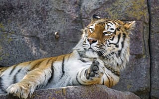 Картинка тигры, кошка, хищник, амурский, лежит, морда, лапа, отдых, зоопарк