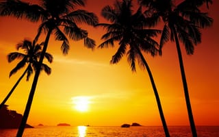 Картинка природа, тропики, пальмы, море, закат