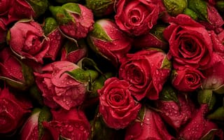 Картинка розы, natural, roses, красные, фон, бутоны, background, fresh, flowers, red