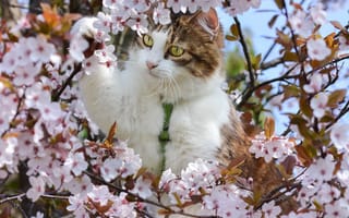 Картинка кошка, весна, на, дереве, вишня, ветки, цветение, котейка, цветки