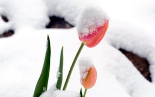 Картинка тюльпаны, снег