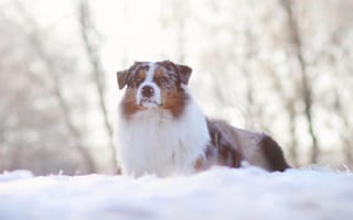 Обои зима, снег, пес, собака