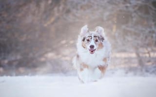 Обои язык, бег, зима, снег, пес, собака