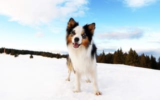 Картинка собака, снег, зима, лес, небо