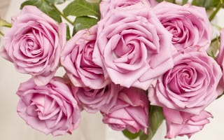 Обои розы, flowers, pink, розовая, roses, куст, бутоны