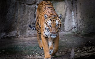 Картинка тигры, тигр, красавец, хищник