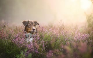 Обои трава, луг, туман, цветы, пес, собака