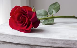Картинка розы, бутон, red, bud, красная, роза, romantic, wood, beautiful, rose