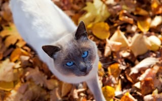 Картинка кошка, взгляд, животное, осень, листья, кот, природа, котик
